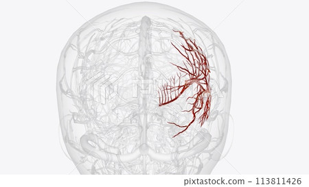Right middle cerebral artery and branches Right middle cerebral artery and branches 113811426