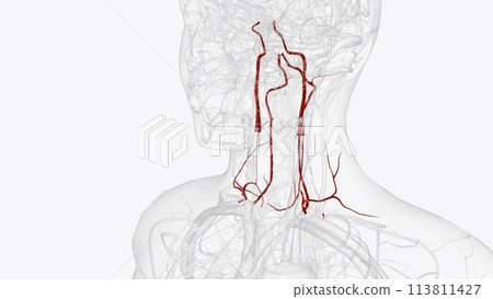 Arteries of neck Arteries of neck 113811427
