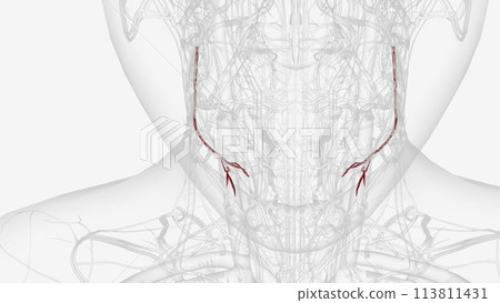 The inferior alveolar artery emits the mylohyoid branch before entering the mandibular foramen 113811431