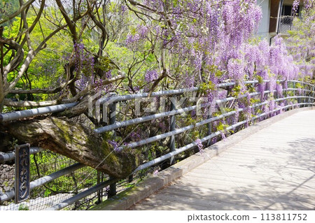德島縣神山町鄉間交流公園的交流橋上盛開的紫藤花 113811752