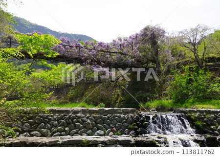 德島縣神山町鄉間交流公園的交流橋上盛開的紫藤花 113811762