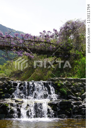 德島縣神山町鄉間交流公園的交流橋上盛開的紫藤花 113811764