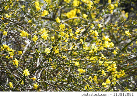 Great Plumeria (yellow plum pseudo) 113812091