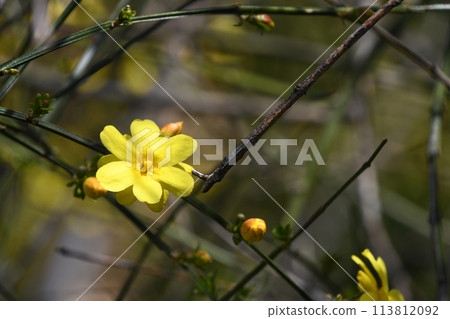 Great Plumeria (yellow plum pseudo) Great Plumeria (yellow plum pseudo) 113812092