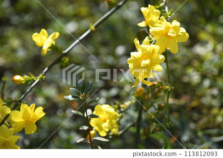 Great Plumeria (yellow plum pseudo) Great Plumeria (yellow plum pseudo) 113812093
