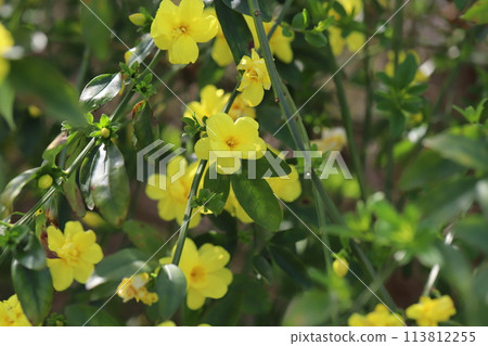 Yellow winter berry flowers blooming in a spring garden 113812255
