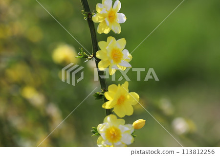 Yellow winter berry flowers blooming in a spring garden 113812256