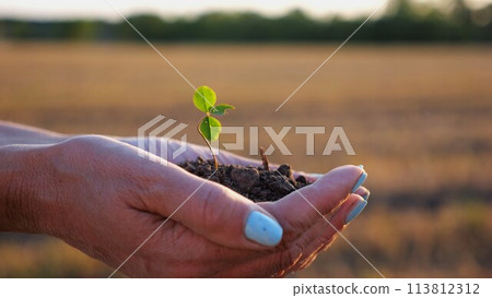 Female hands of farmer holding small green sprout at meadow at sunset. Agronomist getting ready to earth a little plant at field. Beautiful scenic landscape. Concept of agriculture business. Slow 113812312
