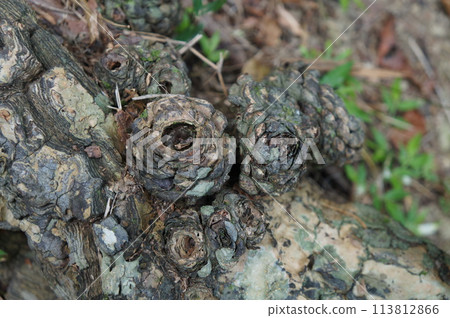 Lush greenery along Okinawa's promenade Lush greenery along Okinawa's promenade 113812866