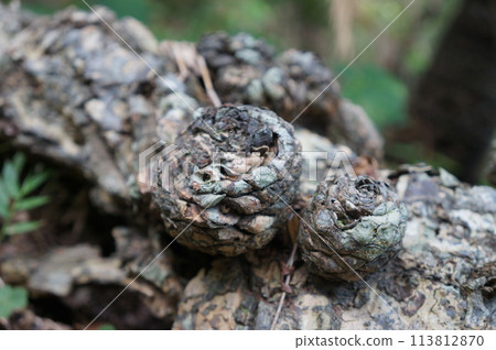 Lush greenery along Okinawa's promenade Lush greenery along Okinawa's promenade 113812870