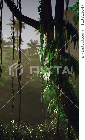 Sunlight Filtering Through Tropical Rainforest at Dawn 113813047