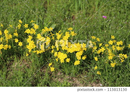 Small yellow Narcissus japonica flowers blooming in a park in spring 113813130