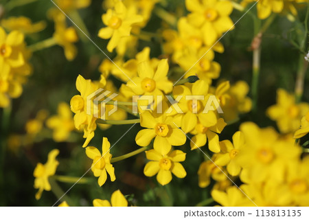 Small yellow Narcissus japonica flowers blooming in a park in spring 113813135