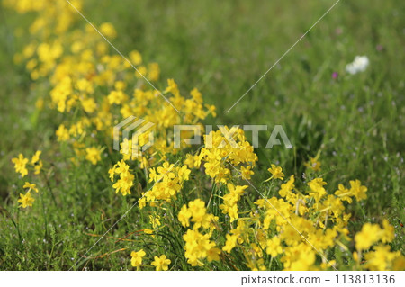 Small yellow Narcissus japonica flowers blooming in a park in spring Small yellow Narcissus japonica flowers blooming in a park in spring 113813136
