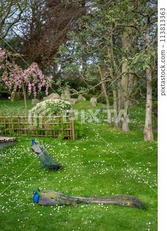 Two peacocks in Kyoto Garden, a Japanese garden in Holland Park, London, UK. Holland Park is a public park in the London borough of Kensington. Indian peafowl (Pavo cristatus). Two peacocks in Kyoto Garden, a Japanese garden in Holland Park, London, UK. Holland Park is a public park in the London borough of Kensington. Indian peafowl (Pavo cristatus). 113813363