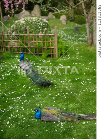 Two peacocks in Kyoto Garden, a Japanese garden in Holland Park, London, UK. Holland Park is a public park in the London borough of Kensington. Indian peafowl (Pavo cristatus). Two peacocks in Kyoto Garden, a Japanese garden in Holland Park, London, UK. Holland Park is a public park in the London borough of Kensington. Indian peafowl (Pavo cristatus). 113813365