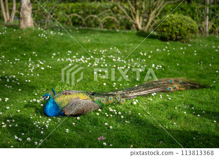 Peacock sitting on the grass in Kyoto Garden, a Japanese garden in Holland Park, London, UK. Holland Park is a public park in the London borough of Kensington. Indian peafowl (Pavo cristatus). 113813368