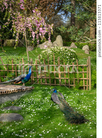 Two peacocks in Kyoto Garden, a Japanese garden in Holland Park, London, UK. Holland Park is a public park in the London borough of Kensington. Indian peafowl (Pavo cristatus). Two peacocks in Kyoto Garden, a Japanese garden in Holland Park, London, UK. Holland Park is a public park in the London borough of Kensington. Indian peafowl (Pavo cristatus). 113813371