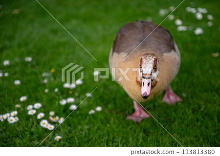 Egyptian goose walking on grass with daisies. Seen in Holland Park, a public park in the London borough of Kensington. Egyptian goose (Alopochen aegyptiaca). 113813380