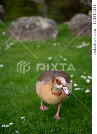 Egyptian goose walking on grass with daisies. Seen in Holland Park, a public park in the London borough of Kensington. Egyptian goose (Alopochen aegyptiaca). 113813381