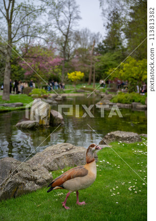 Egyptian goose in Kyoto Garden, a Japanese garden in Holland Park, London, UK. Holland Park is a public park in the London borough of Kensington. Egyptian goose (Alopochen aegyptiaca). 113813382
