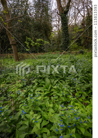 Trees and plants in Holland Park woods, London, UK. Holland Park is a public park with woods and gardens in the London borough of Kensington. Trees and plants in Holland Park woods, London, UK. Holland Park is a public park with woods and gardens in the London borough of Kensington. 113813393