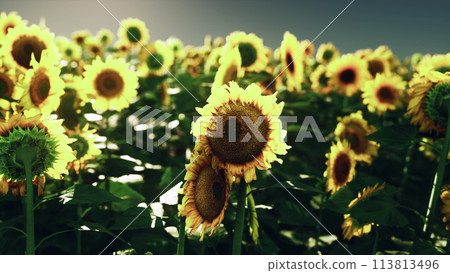 A breathtaking field of sunflowers under a vibrant sky 113813496