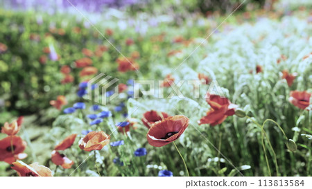 A colorful field filled with vibrant red and blue flowers 113813584
