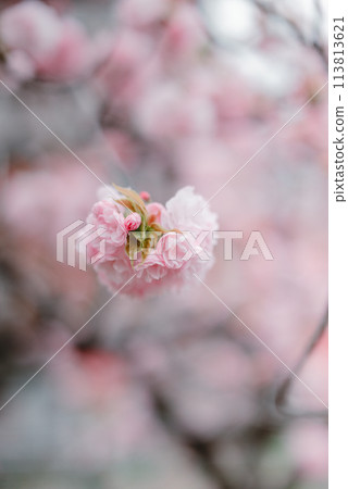 Cherry blossoms, spring, Osaka Mint Bureau, Cherry blossom passage Cherry blossoms, spring, Osaka Mint Bureau, Cherry blossom passage 113813621