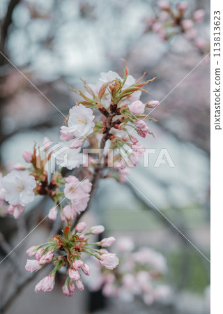 Cherry blossoms, spring, Osaka Mint Bureau, Cherry blossom passage Cherry blossoms, spring, Osaka Mint Bureau, Cherry blossom passage 113813623