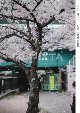 Cherry blossoms, spring, Osaka Mint Bureau, Cherry blossom passage 113813642