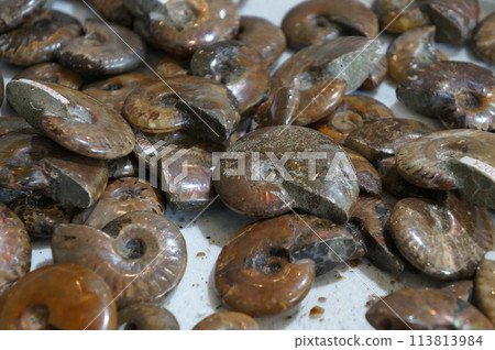 化石展覽 113813984