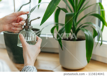 Woman using mister bottle on for houseplants a wooden windowsill 113814041