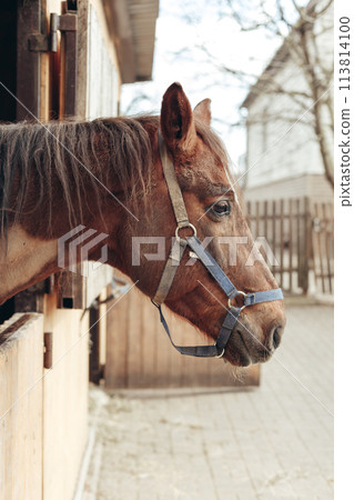 Portrait of a brown horse in a stable. Close-up. Side view Portrait of a brown horse in a stable. Close-up. Side view 113814100