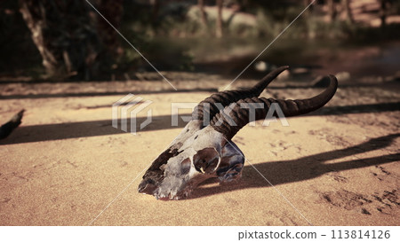 A dead animal laying on top of a dirt field A dead animal laying on top of a dirt field 113814126
