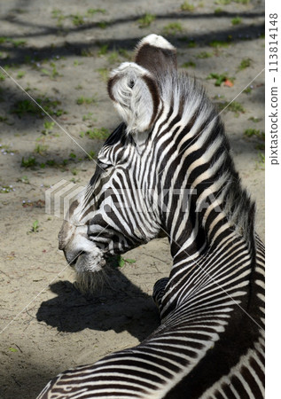 Zebra mane 113814148