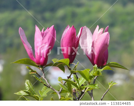 Shimokuren的花 Shimokuren的花 113814485