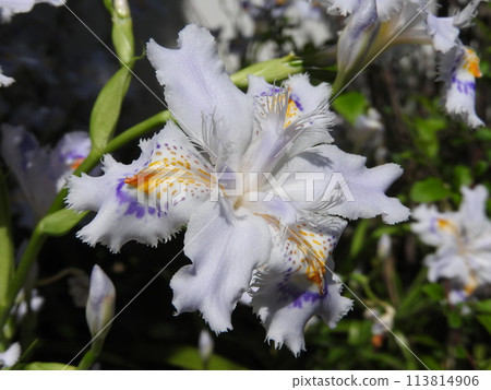 Shaga的花朵 113814906