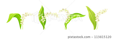 Lily of the Valley Flower on Green Stem with Leaf Vector Set 113815120