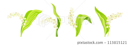 Lily of the Valley Flower on Green Stem with Leaf Vector Set 113815121