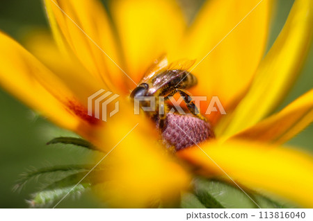 Honeybee on bright yellow-orange rudbeckia flower. Collecting pollen and nectar. Close-up 113816040