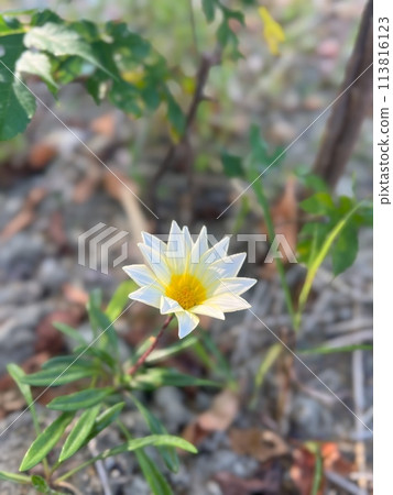 Flowers blooming in the corner of the field 113816123