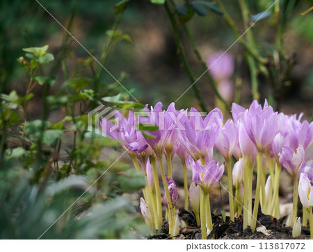 Blooming purple crocuses in the garden, close up Blooming purple crocuses in the garden, close up 113817072