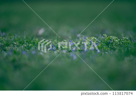 Lawn with green lush grass in the park on a spring day Lawn with green lush grass in the park on a spring day 113817074