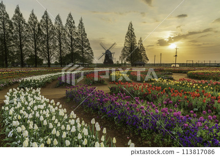 Tulips and windmills at Akebonoyama Agricultural Park in the morning glow Tulips and windmills at Akebonoyama Agricultural Park in the morning glow 113817086