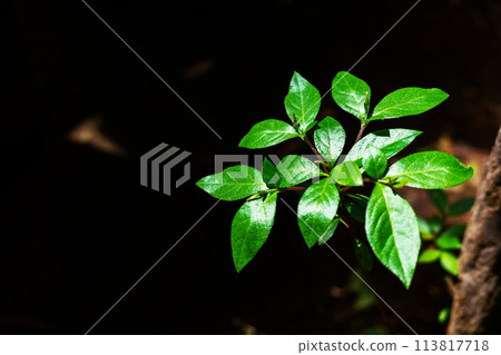Shining young leaves bathed in light 113817718