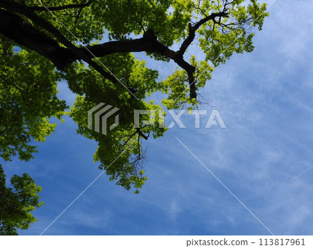 The blue maple tree I looked up at 113817961