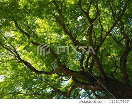 我抬頭仰望的那棵藍色的楓樹 113817967