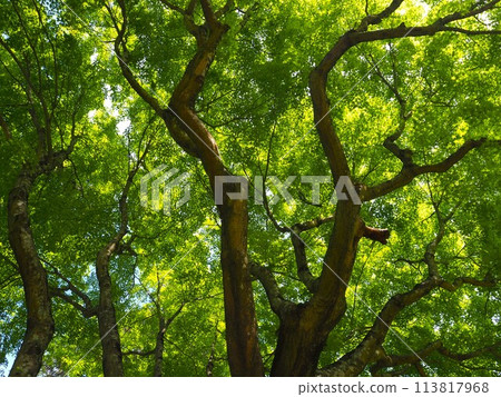 我抬頭仰望的那棵藍色的楓樹 113817968
