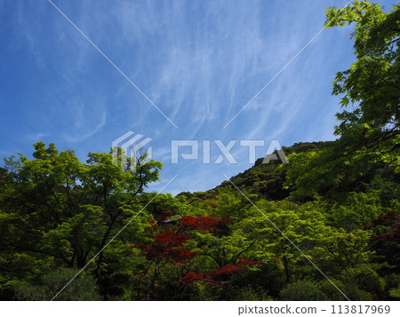 清新的綠色山巒和天空 113817969